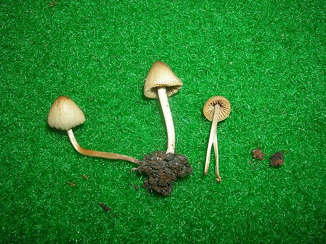 Una Conocybe al Giardino botanico